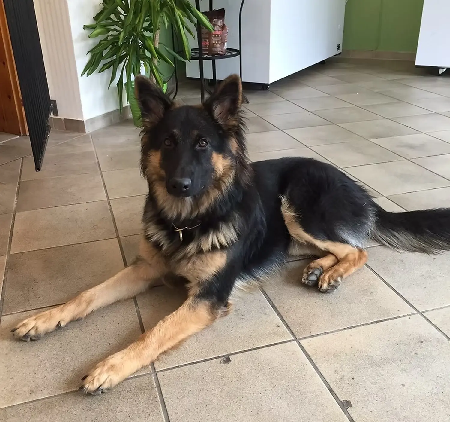 Tierheilpraxis Sabine Beitz - Only mit 8 Monaten im Shop