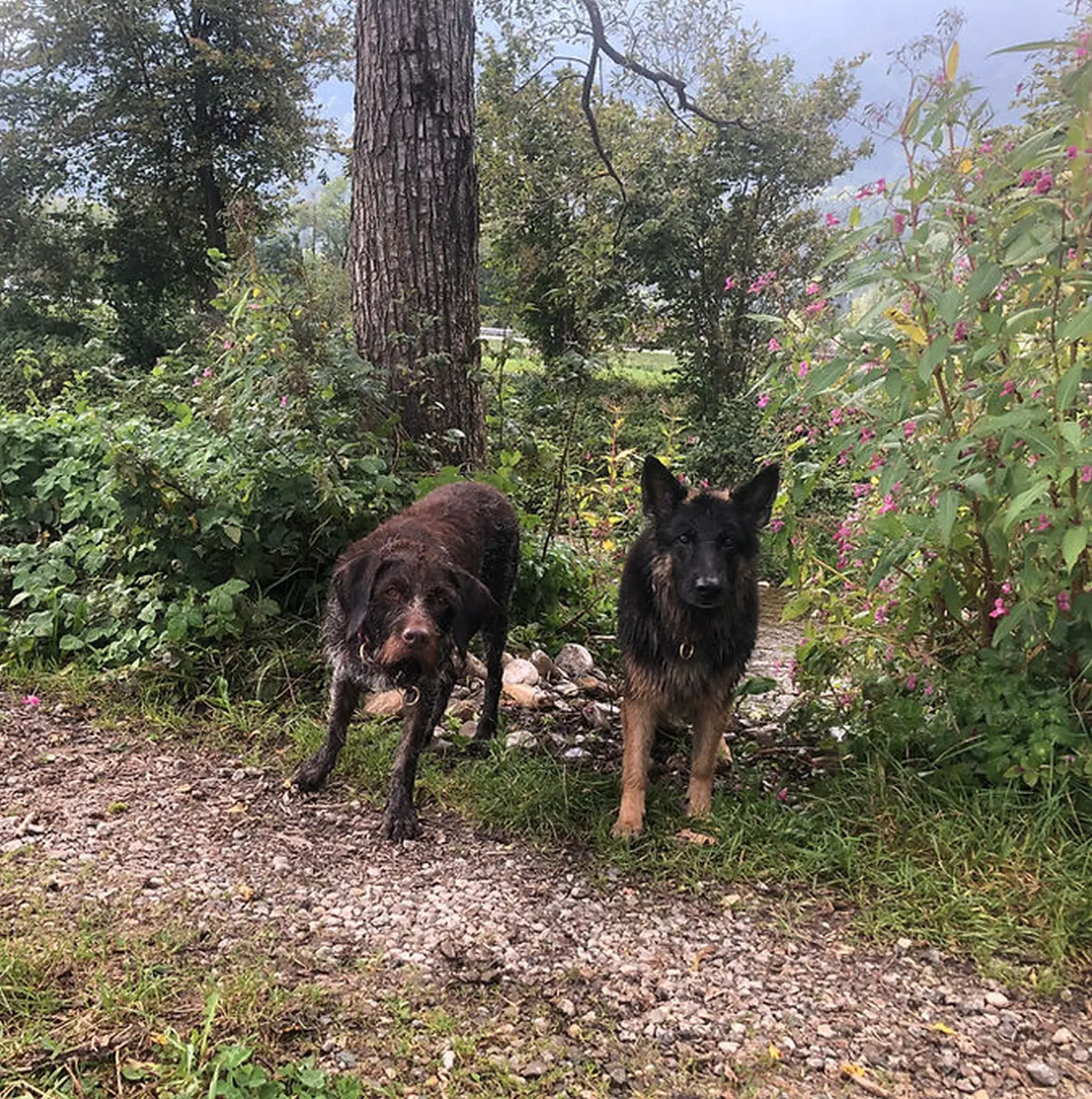 Tierheilpraxis Sabine Beitz – Hunde